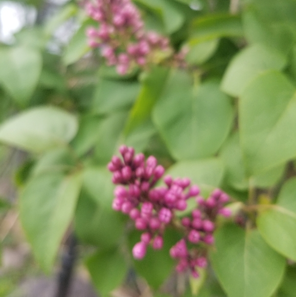 Meet your Posher, Amelia - Picture 2 of 4